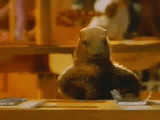 la marmotte